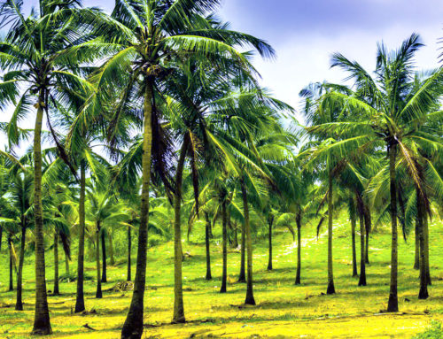 P5-M coconut hub to rise in Bohol